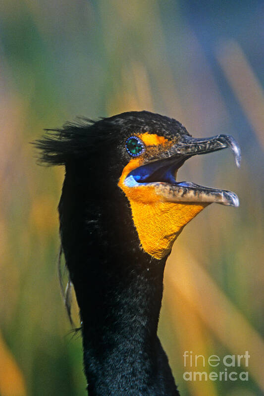 Double-crested Cormorant Art Print featuring the photograph Double-Crested Cormorant by John Harmon