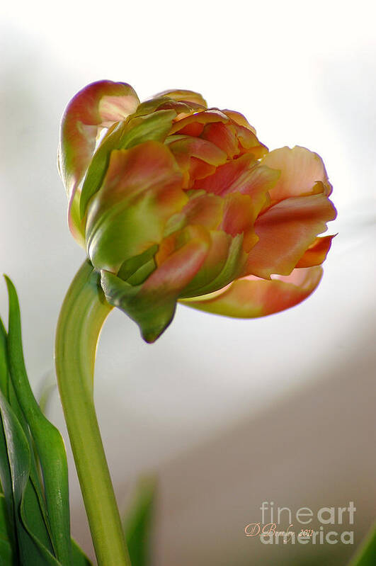 Flower Art Print featuring the photograph Double Tulip 2 by Donna Bentley
