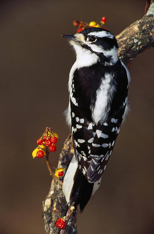 Photography Art Print featuring the photograph Downy Woodpecker On Tree Branch by Panoramic Images