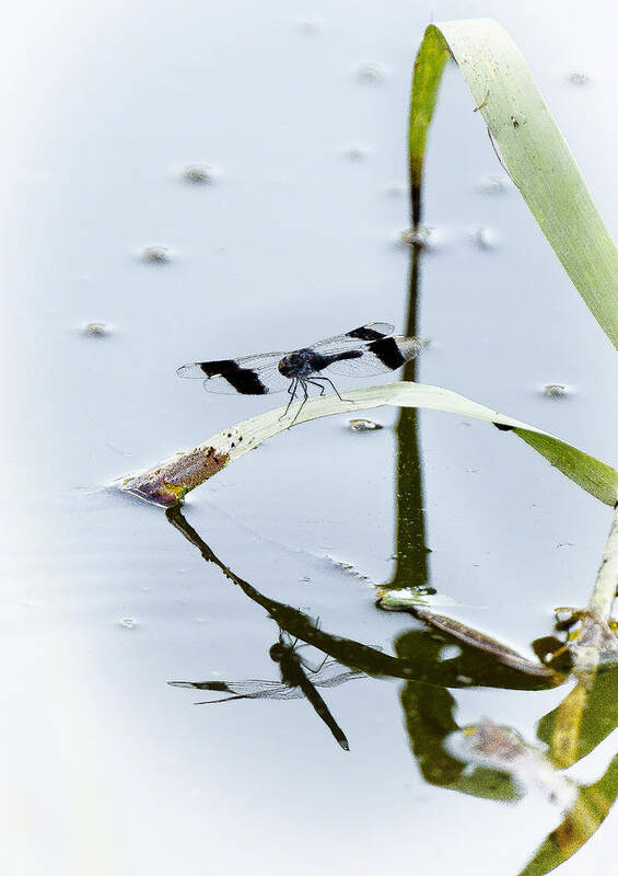 Insects Art Print featuring the photograph Dragon fly by Patrick Kain
