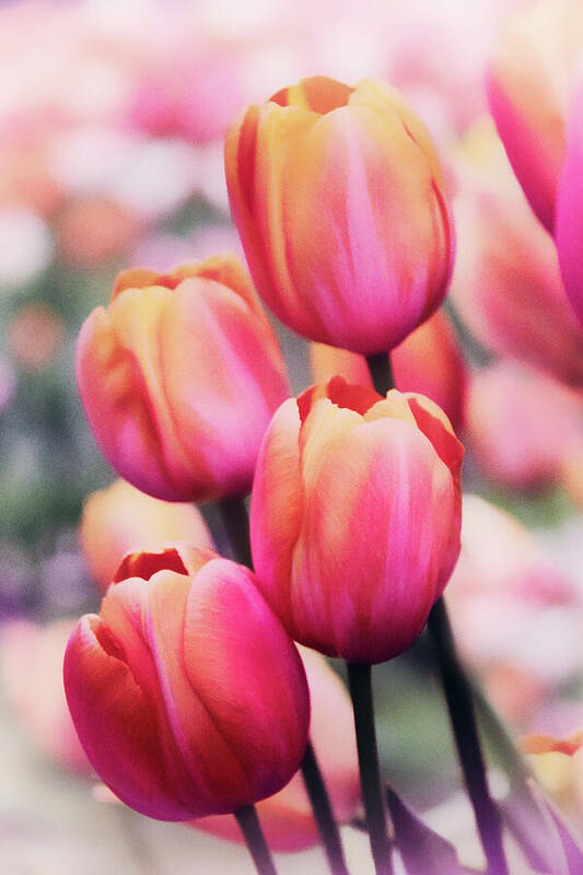 Tulips Art Print featuring the photograph Dreaming Tulips by Jessica Jenney