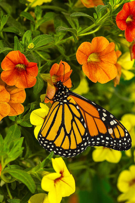 Monarch Art Print featuring the photograph Drinking From A Flower by Garry Gay