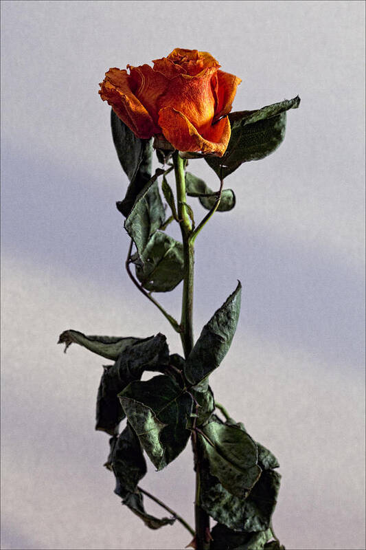 Rose Art Print featuring the photograph Drying Rose by Robert Ullmann