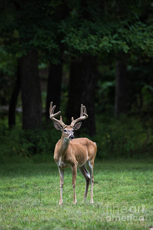 Deer Art Print featuring the photograph Dsc_0385 by Andrea Silies