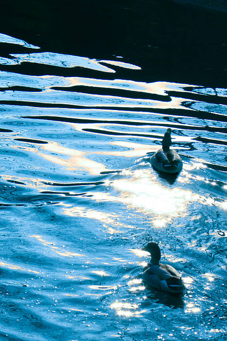 Ginny Gaura Art Print featuring the painting Ducks At Twilight by Ginny Gaura