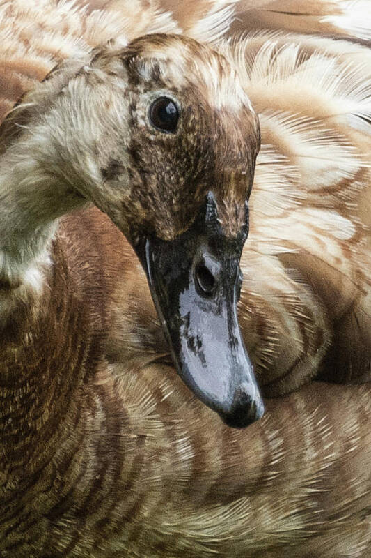 Dunbar Cave State Park Art Print featuring the photograph Ducks Head by John Benedict