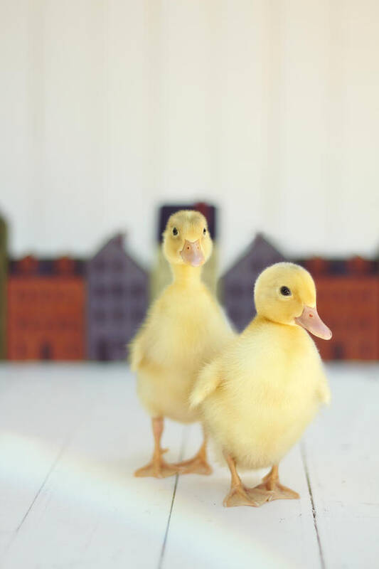 Duck Art Print featuring the photograph Ducks in the Neighborhood by Amy Tyler