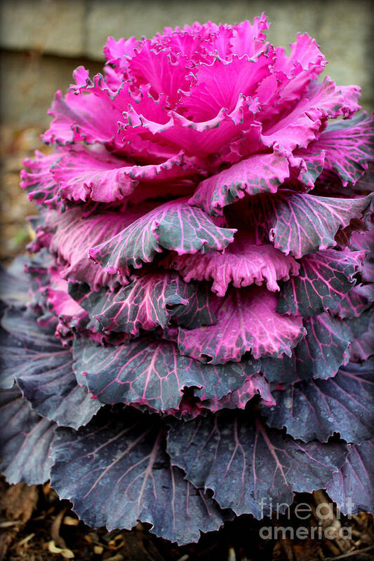 Dynasty Series Flowers Art Print featuring the photograph Dynasty Red Flowering Cabbage by Kathy White