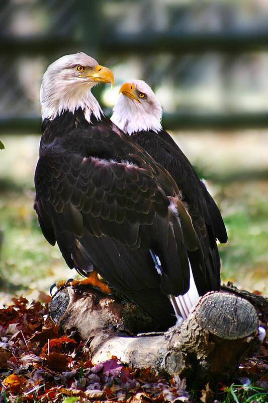 Eagles Art Print featuring the photograph Eagles by Anthony Jones