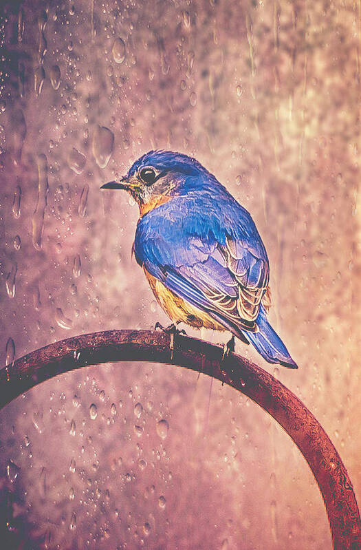 Birds Art Print featuring the photograph Eastern Bluebird In The Rain by Cynthia Wolfe