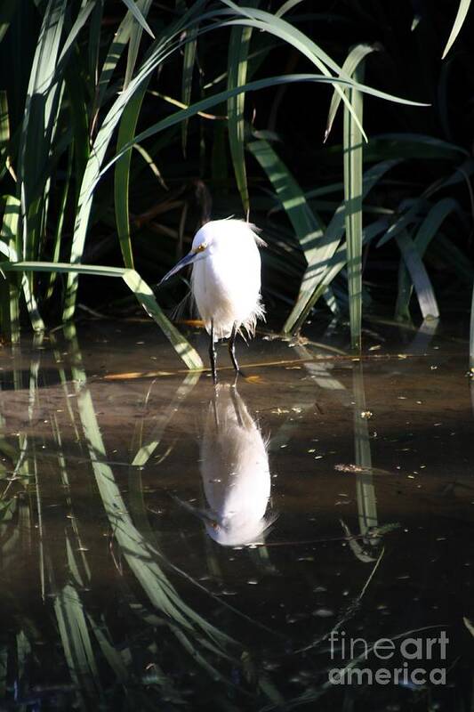 Animal Art Print featuring the photograph Egret in Reed by Balanced Art