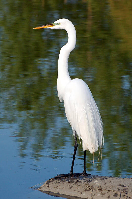 Egret Art Print featuring the photograph Egret Standing by Kathleen Stephens