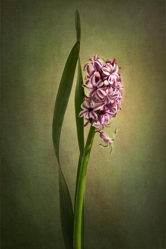 Hyacinth Flower Art Print featuring the photograph Elegance by Marina Kojukhova