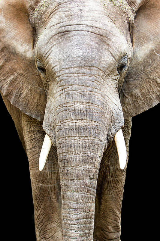 Elephant Art Print featuring the photograph Elephant Face Closeup Looking Forward by Good Focused