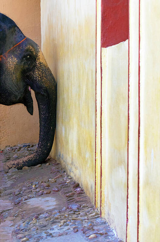 Minimalism Art Print featuring the photograph Elephants Trunk by Prakash Ghai