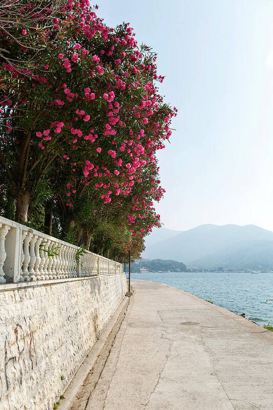 Pink Art Print featuring the photograph embankment in Montenegro with pink flowers on the tree by Elena Saulich