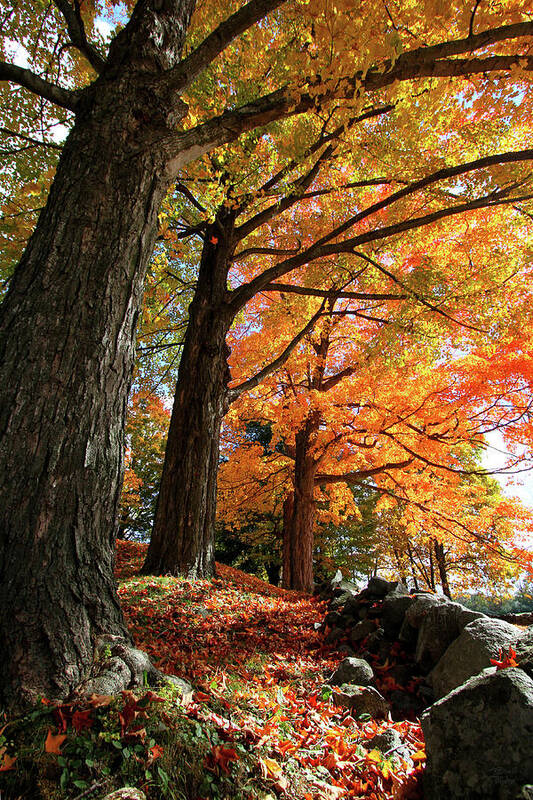 Photography Art Print featuring the photograph Emery Farm Trees Fall Foliage by Brett Pelletier