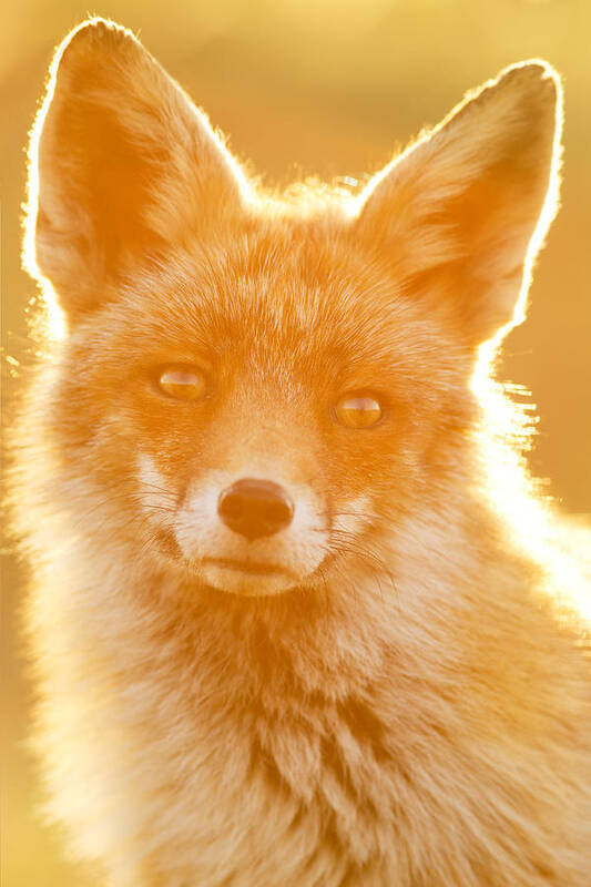 Red Fox Art Print featuring the photograph Enlightened Fox by Roeselien Raimond