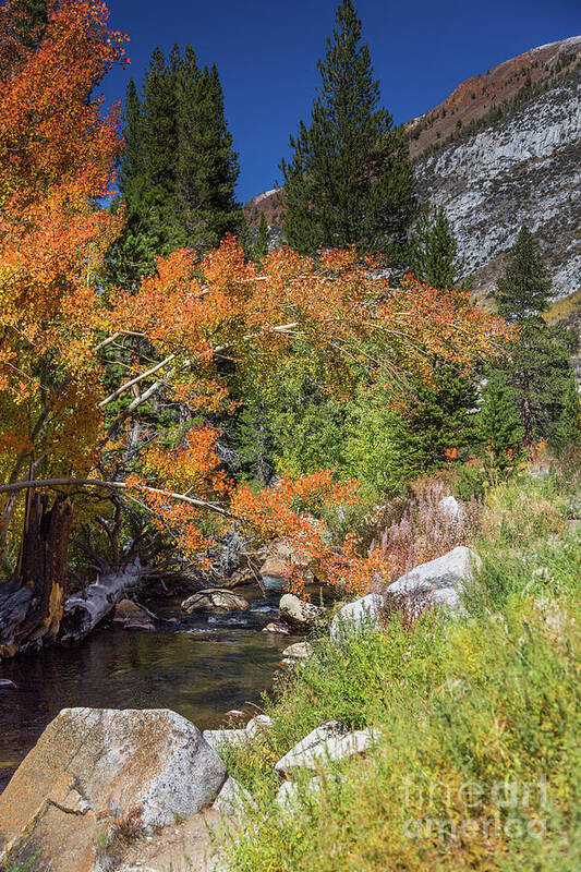 Bishop Area Art Print featuring the photograph Esastern Sierra Fall color #03 by Dan Hartford