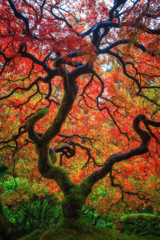Trees Art Print featuring the photograph Ethereal Tree Alive by Darren White