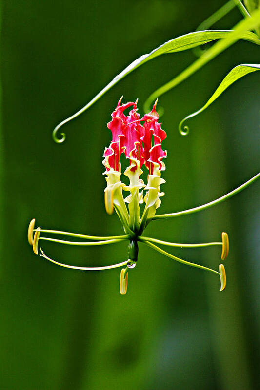 Flower Art Print featuring the photograph Exotic Bloom- St Lucia by Chester Williams