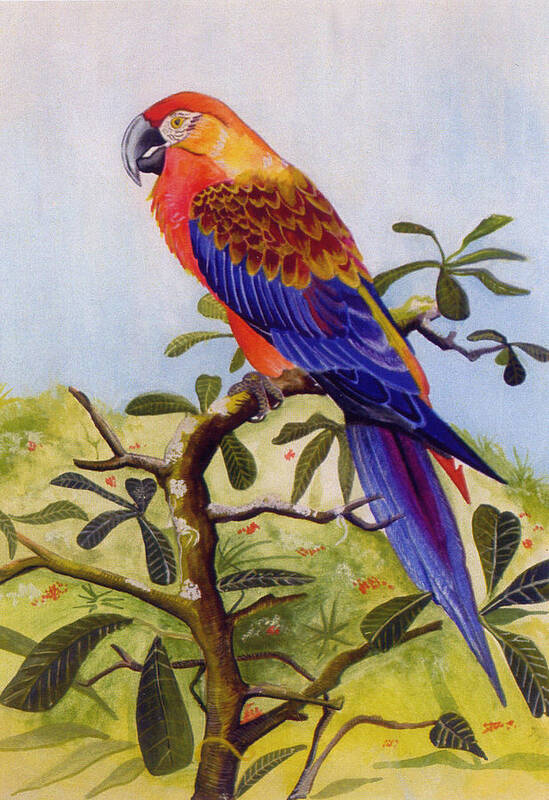 Extinct Art Print featuring the painting Extinct Birds The Macaw or Parrot by Debbie McIntyre