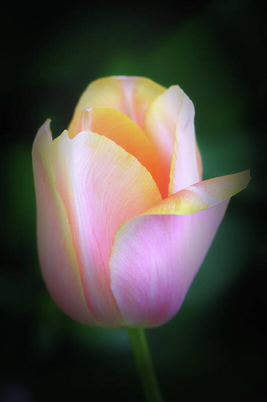 Tulips Art Print featuring the photograph Fairy Tale Tulip by Michael Hubley