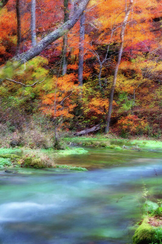 Fall Art Print featuring the photograph Fall Color by Reva Dow