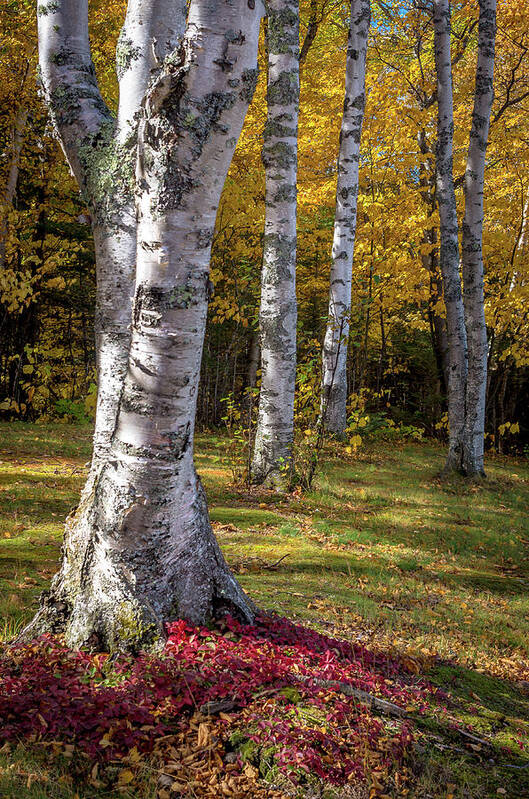 Birch Art Print featuring the photograph Fall Colors by Gary McCormick