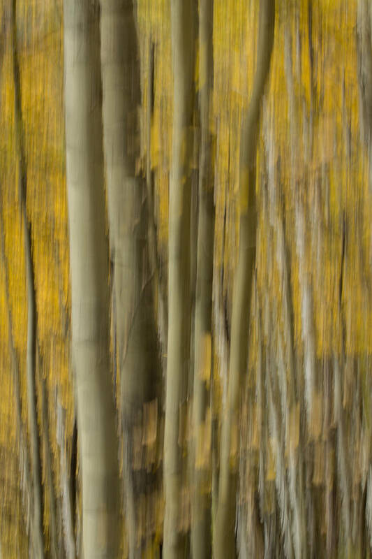 Abstract Art Print featuring the photograph Fall Colors by James Woody