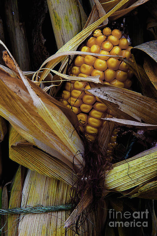 Fall Corn Art Print featuring the photograph Fall Is Here by Michael Eingle