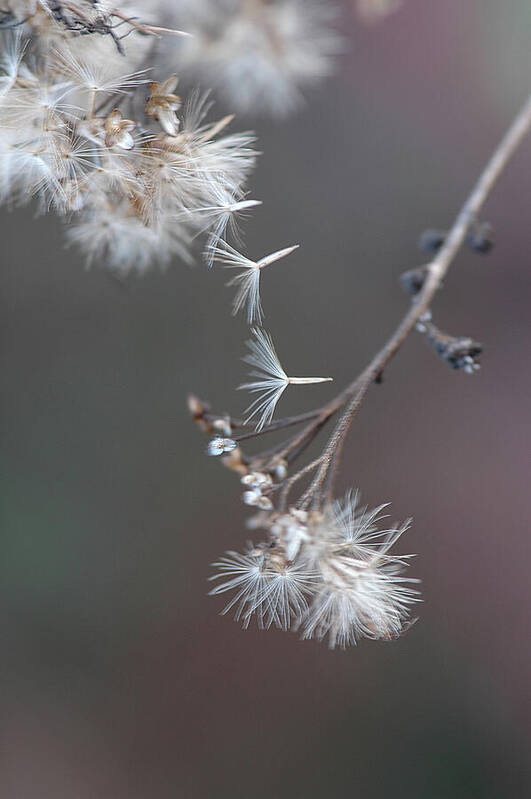 Sepia Macro Art Print featuring the photograph Fall - Macro by Jeff Burgess