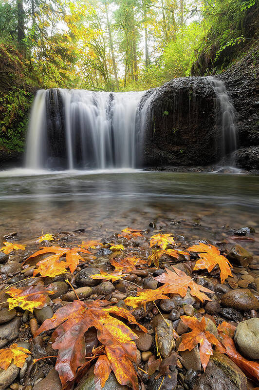 Hidden Falls Art Print featuring the photograph Fall Maple Leaves at Hidden Falls by David Gn