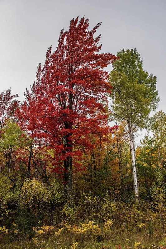 Fall Art Print featuring the photograph Fall Maple by Paul Freidlund