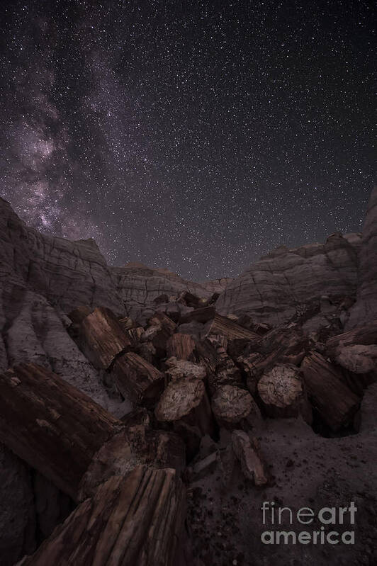 Petrified Forest Art Print featuring the photograph Falling by Melany Sarafis