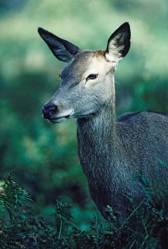 Fallow Art Print featuring the photograph Fallow Deer fawn by Steve Somerville