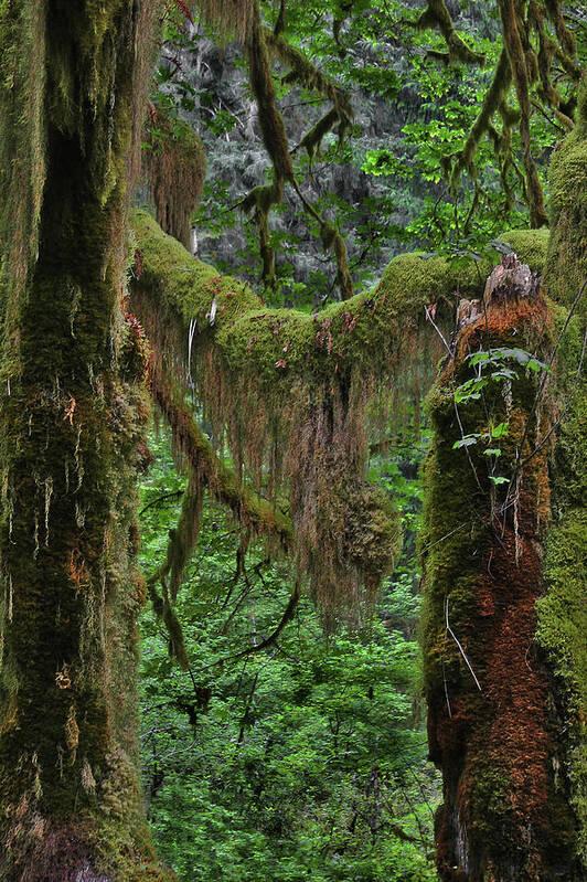 Rainforest Art Print featuring the photograph Fascinating Hoh Valley - Hoh Rain Forest Olympic National Park ONP WA USA by Alexandra Till