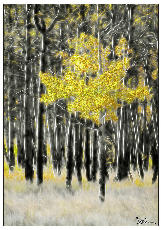 Aspen Art Print featuring the photograph Feathered Aspen by Peggy Dietz