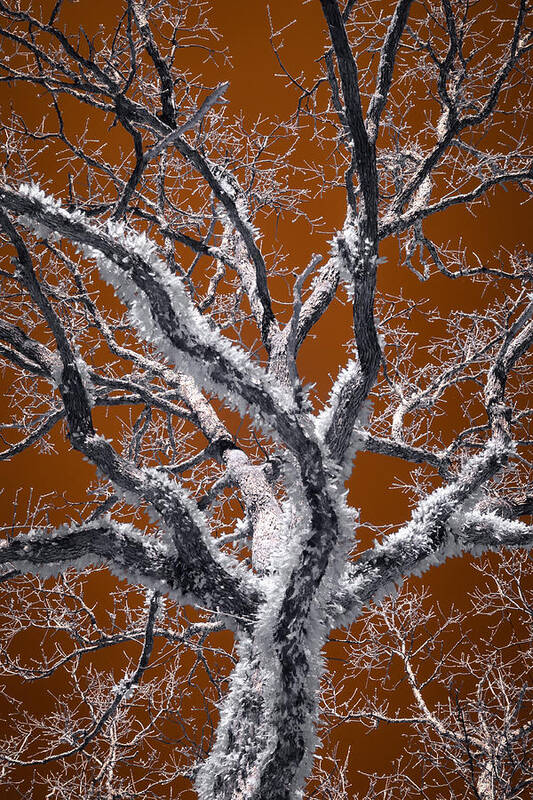 Surreal Art Print featuring the photograph Feathered Tree by James Barber