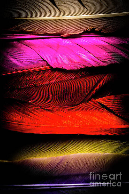 Colorful Art Print featuring the photograph Feathers of rainbow color by Jorgo Photography
