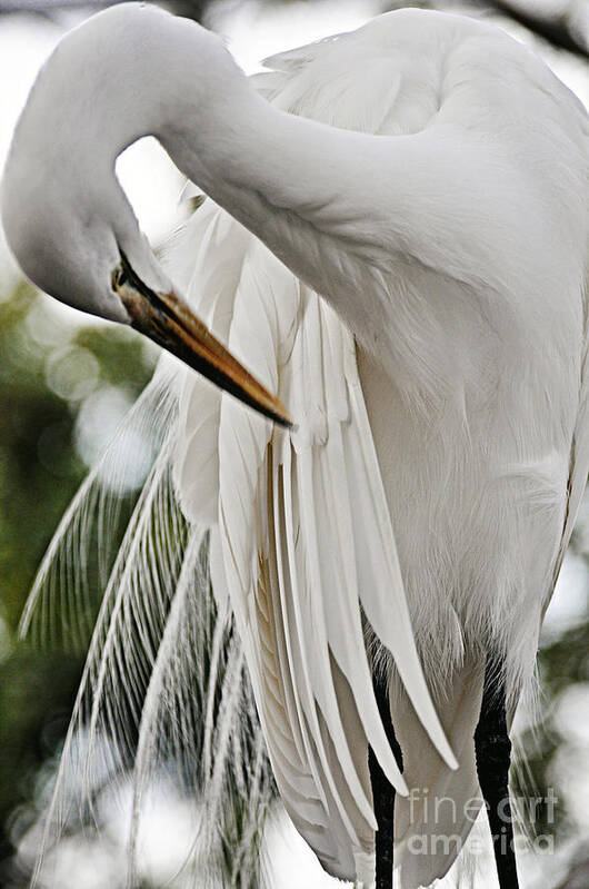 Snowy White Egret Art Print featuring the photograph Feathery Beauty by Rose Hill