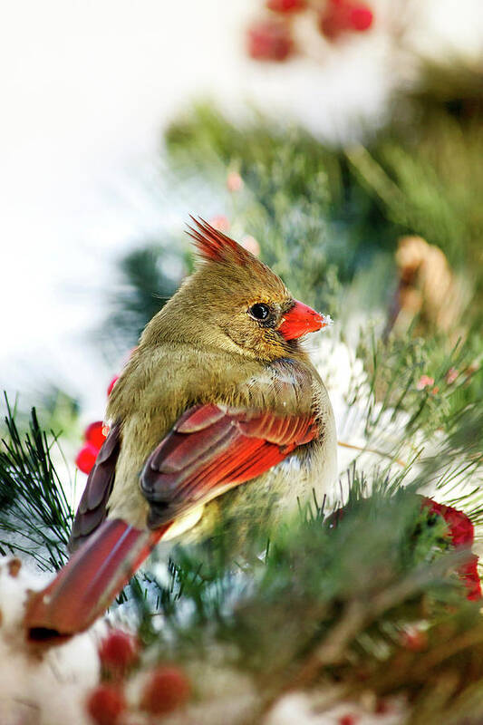 Cardinal Art Print featuring the photograph Female Northern Cardinal by Christina Rollo