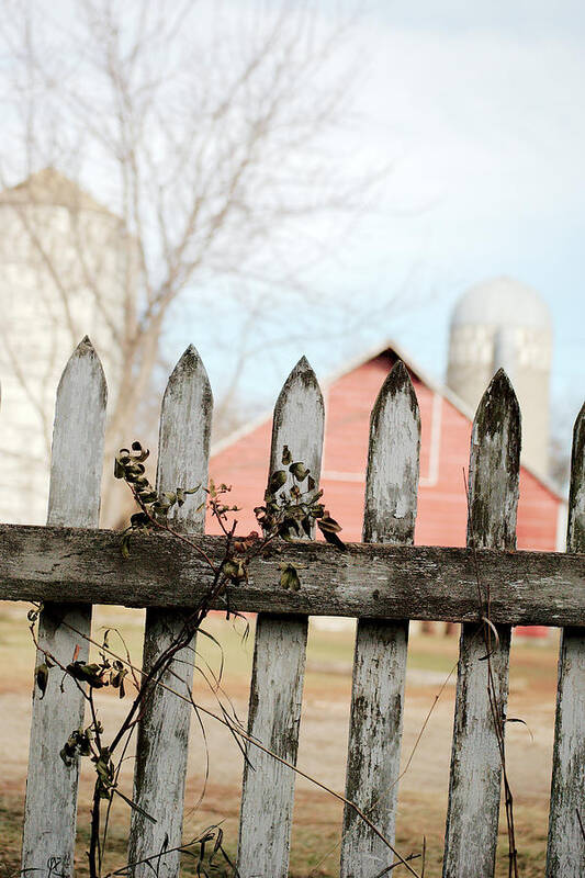 Picket Fence Art Print featuring the photograph Fenceline by Troy Stapek