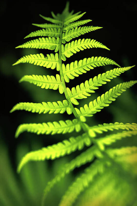 Color Art Print featuring the photograph Fern Leaf by Robert FERD Frank