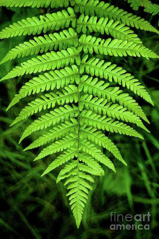 Blubberhouses Art Print featuring the photograph Fern by Mariusz Talarek