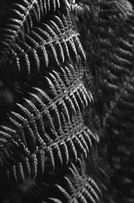 Abstract Art Print featuring the photograph Fern me up - BW by Marcus Karlsson Sall