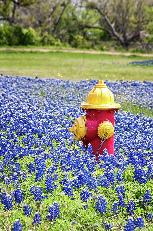 Blue Flowers Art Print featuring the photograph Fire Hydrant in the Bluebonnets by Victor Culpepper