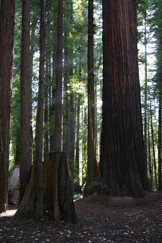 Firemark Redwoods Art Print featuring the photograph Firemark Redwoods by Dylan Punke