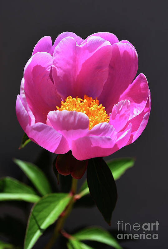 Pictures Of Flowers Art Print featuring the photograph First Peony by Skip Willits