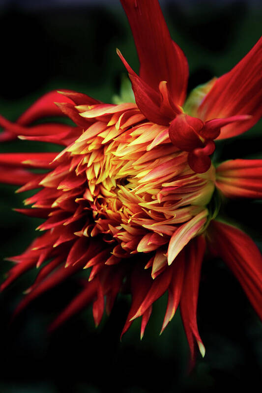 Dahlia Art Print featuring the photograph Flaming Dahlia by Jessica Jenney